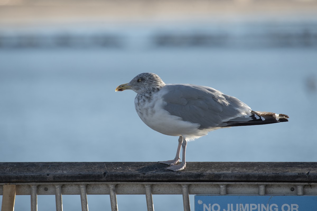 American Herring Gull - ML647375336