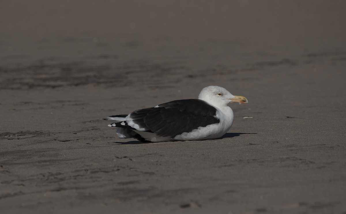 racek mořský - ML647375342