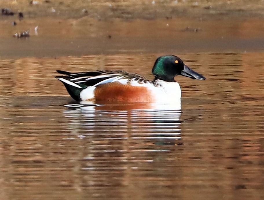 Широконоска - ML647375352