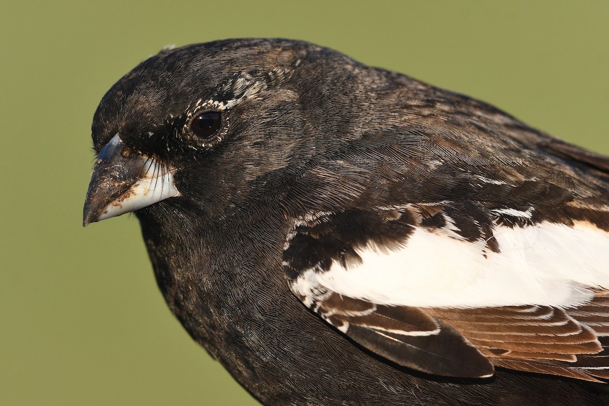 カタジロクロシトド - ML647375360