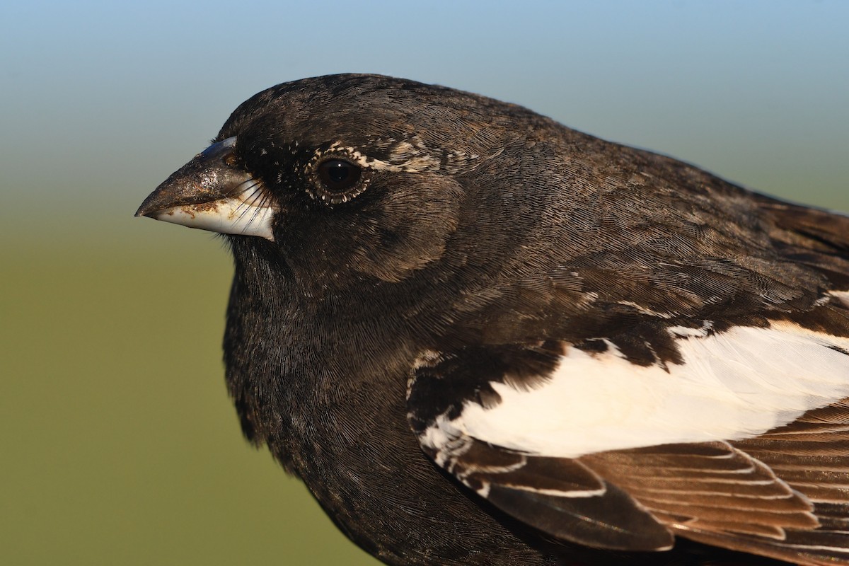 カタジロクロシトド - ML647375361