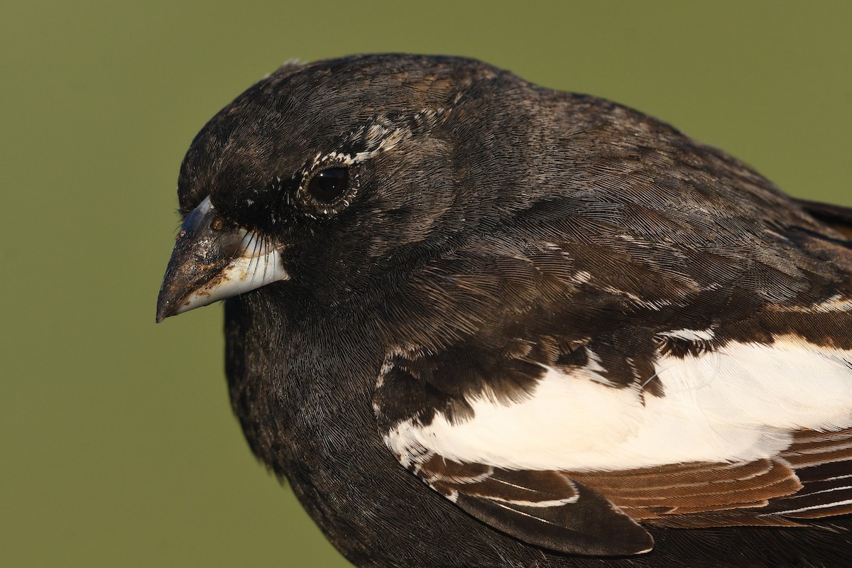 カタジロクロシトド - ML647375362