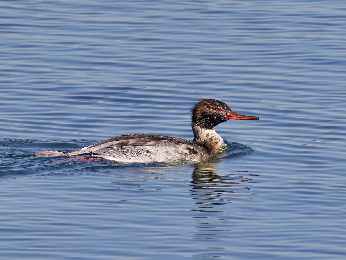 紅胸秋沙 - ML647375368