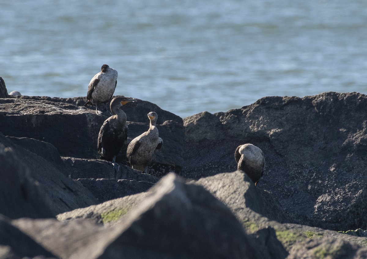 Double-crested Cormorant - ML647375369