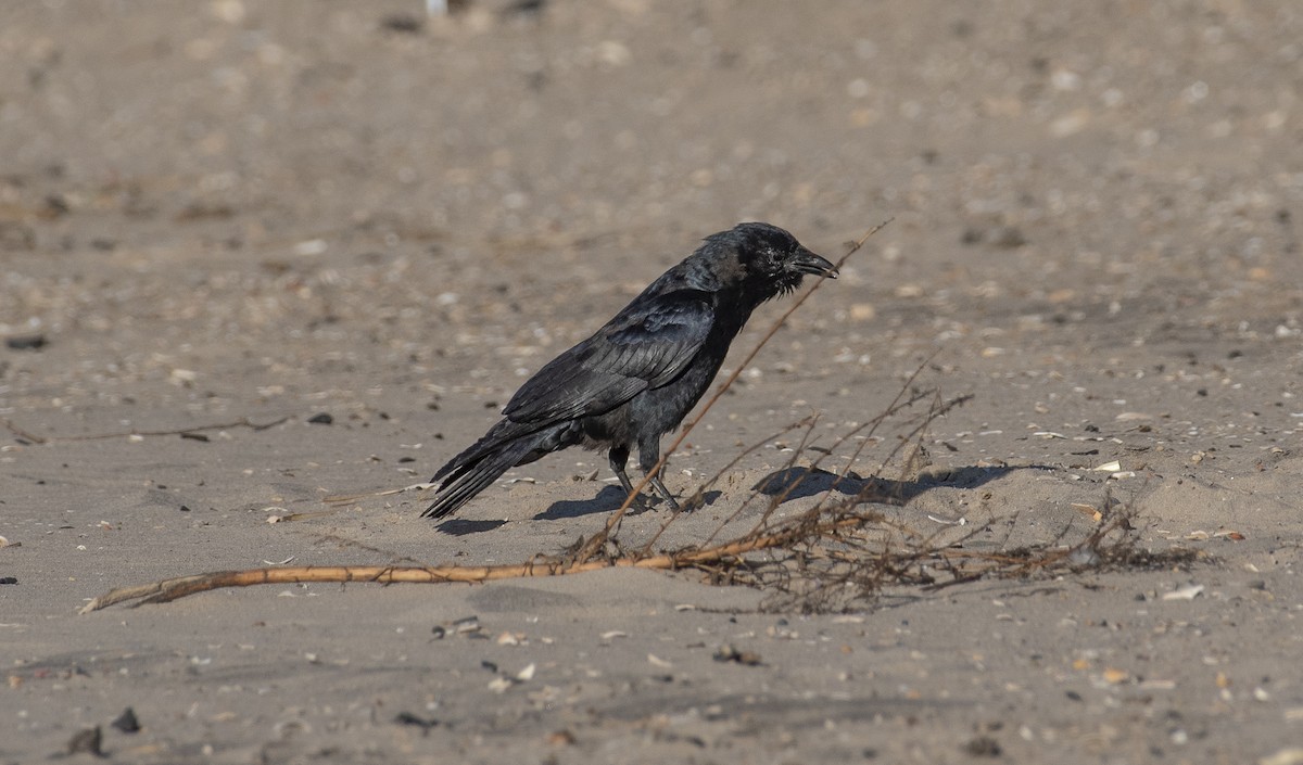 American Crow - ML647375374