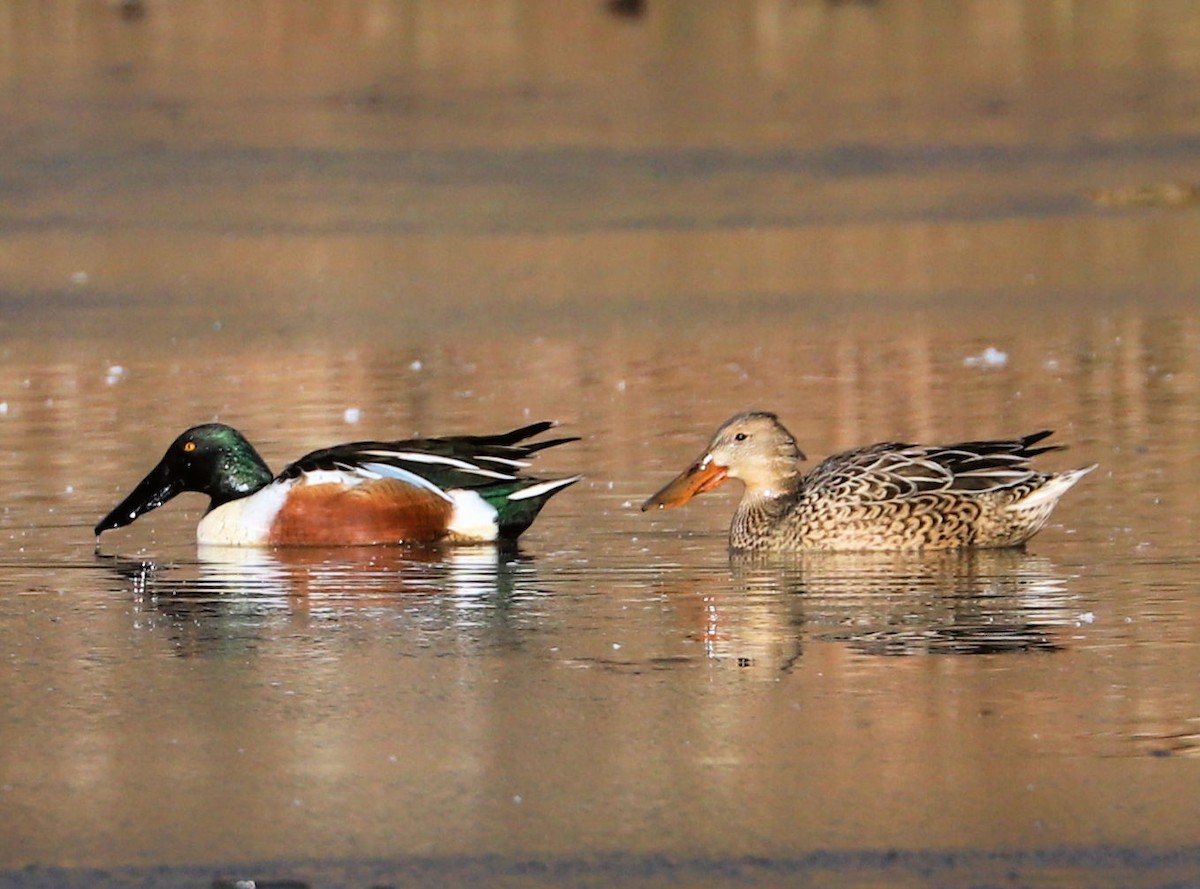 Широконоска - ML647375375