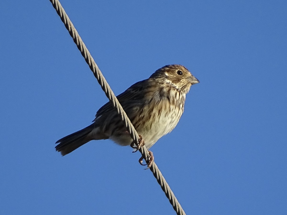 Corn Bunting - ML647375377