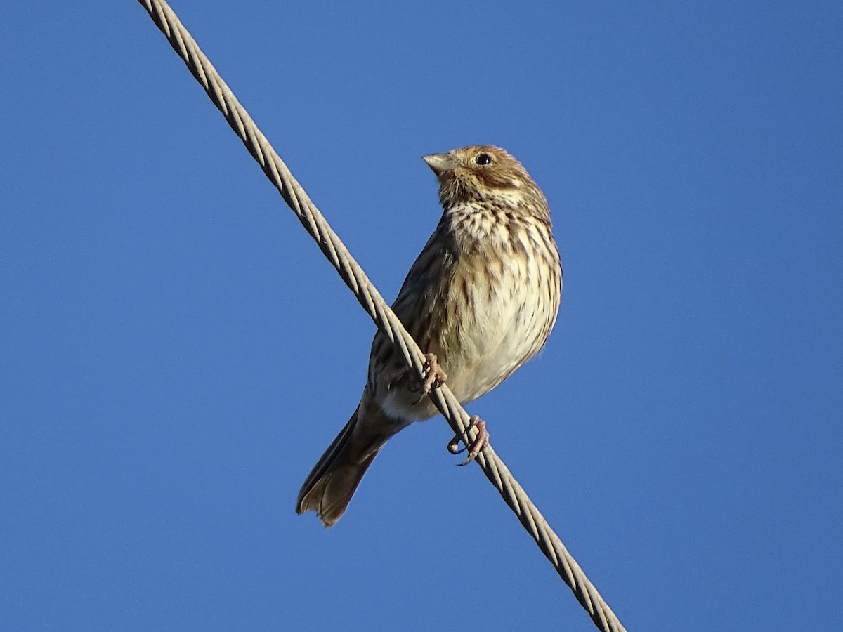Corn Bunting - ML647375378