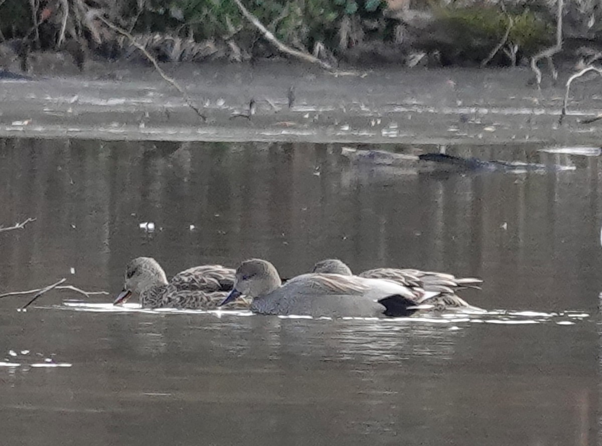 赤膀鴨 - ML647375379