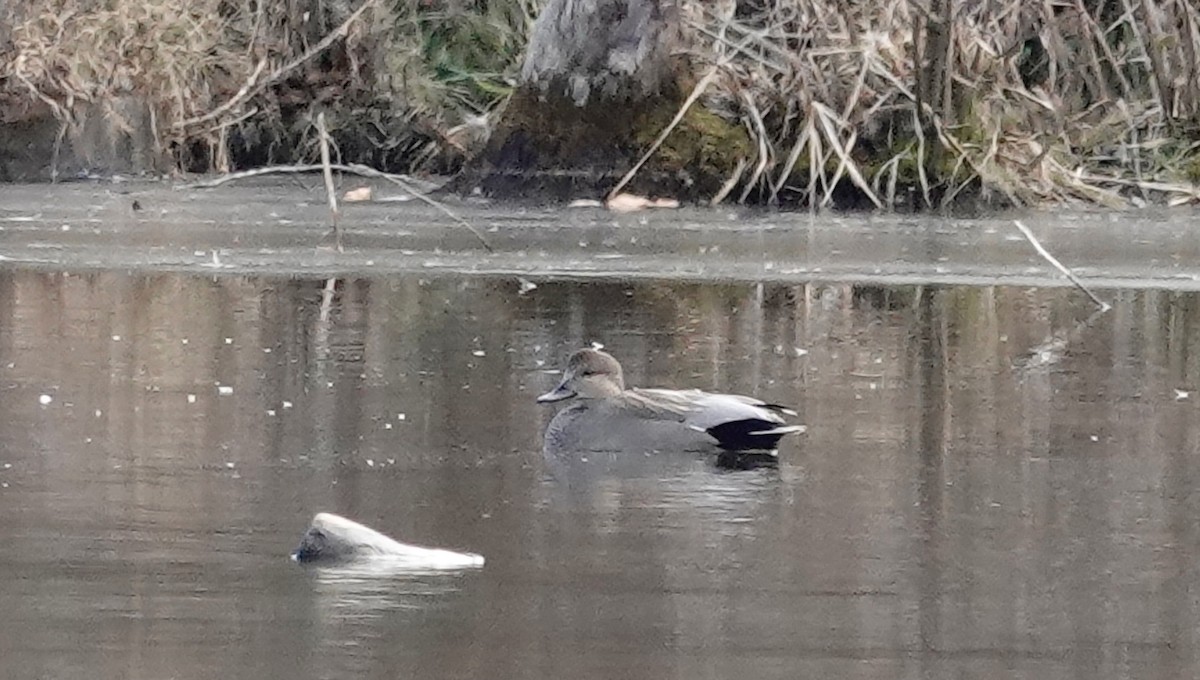 赤膀鴨 - ML647375381