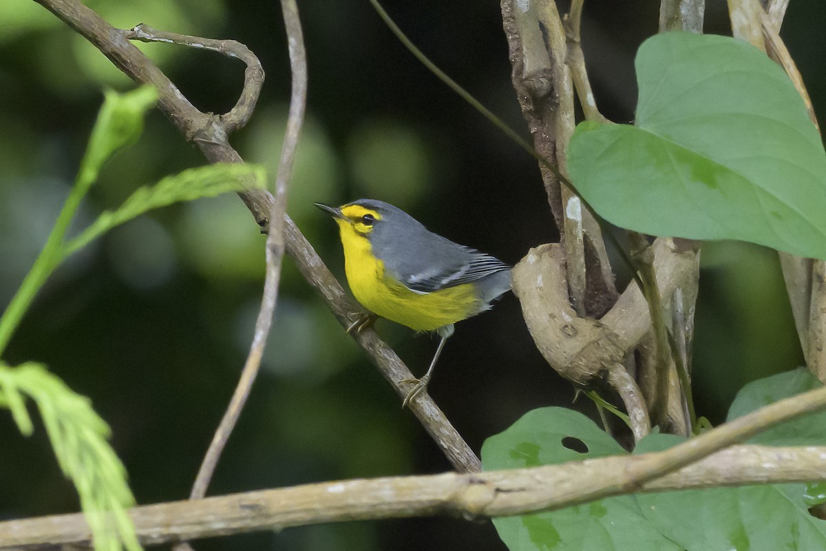St. Lucia Warbler - ML647375382