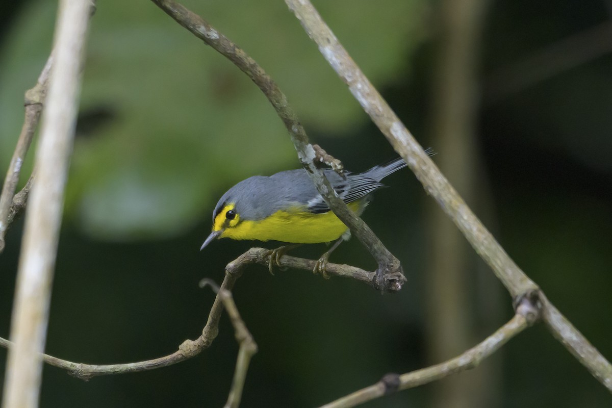 St. Lucia Warbler - ML647375383
