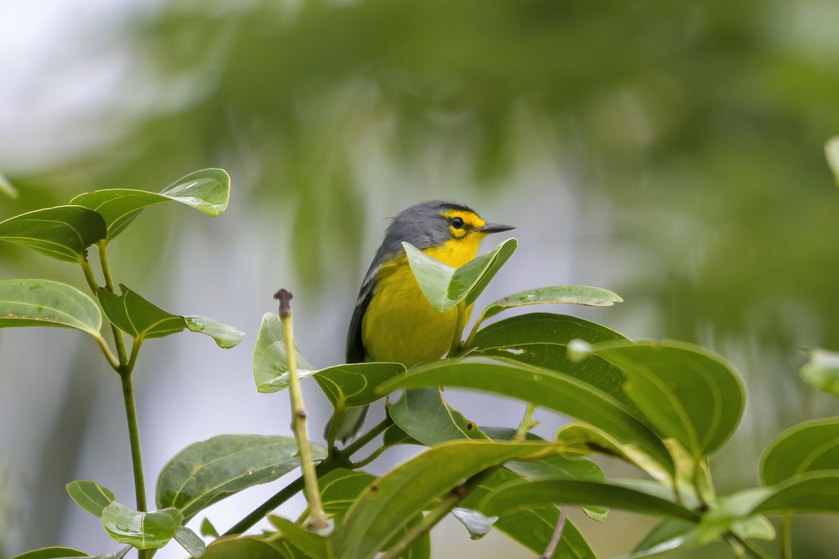 St. Lucia Warbler - ML647375384