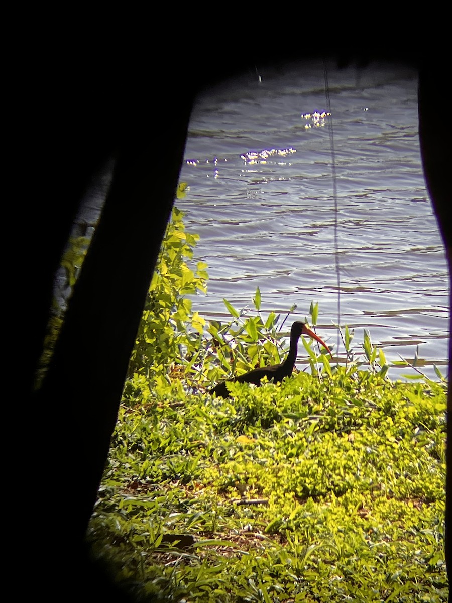 Ibis Afeitado - ML647375386