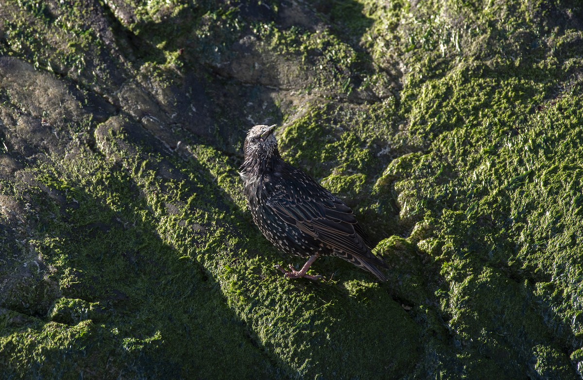 European Starling - ML647375392