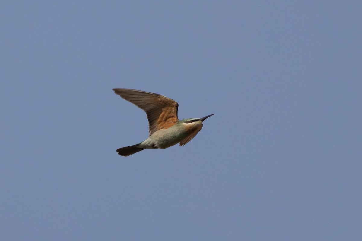 vlha modrolící - ML647375395