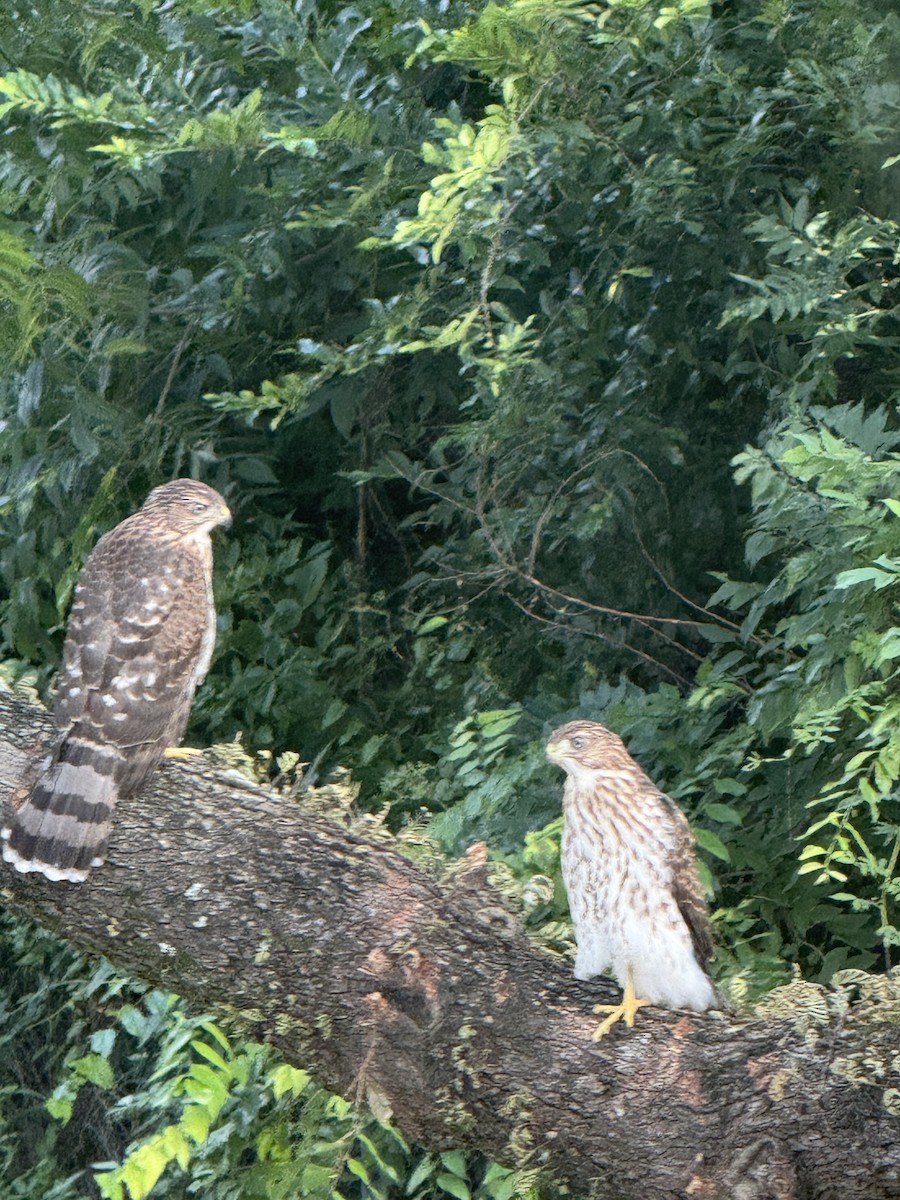 Cooper's Hawk - ML647375402