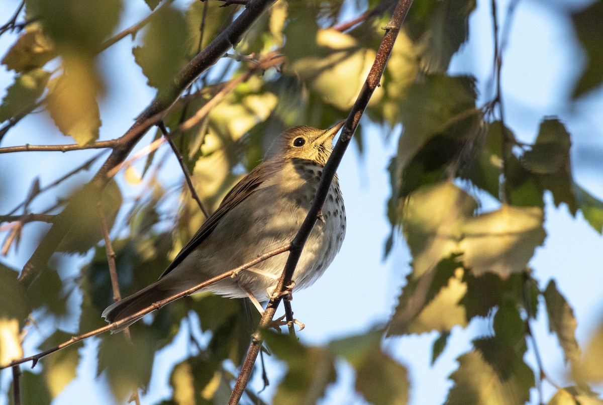 Hermit Thrush - ML647375404