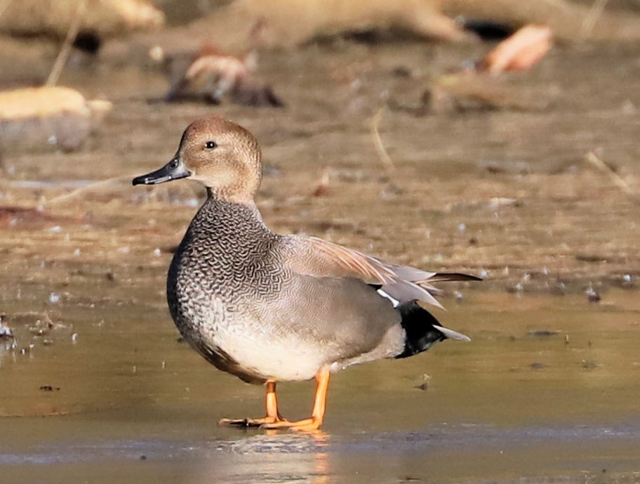 Серая утка - ML647375411