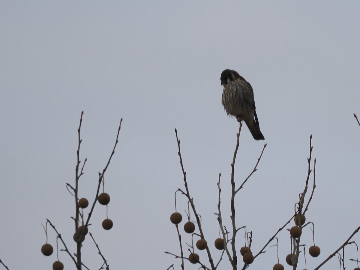 Cernícalo Americano - ML647375413