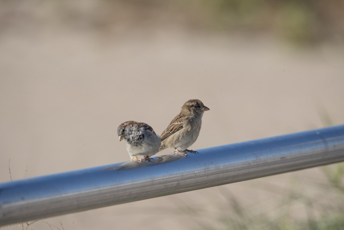 House Sparrow - ML647375416