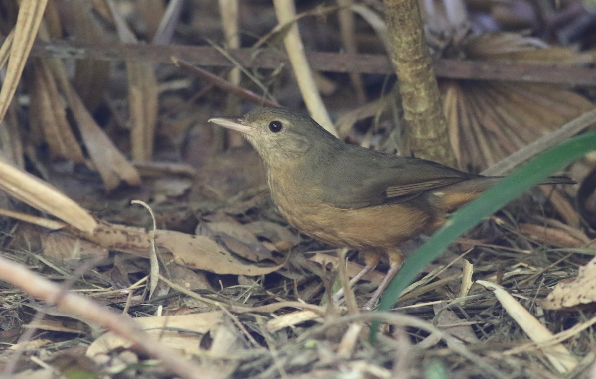 Little Shrikethrush (Rufous) - ML647375417