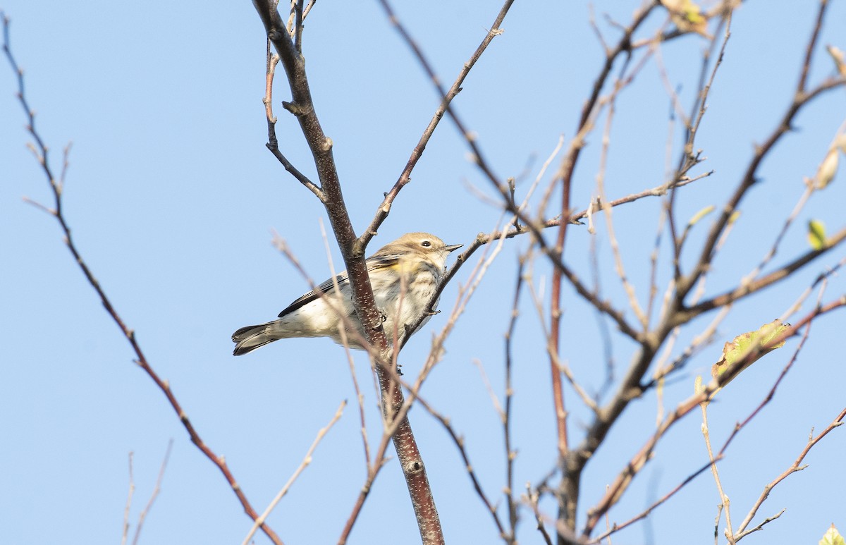 Yellow-rumped Warbler - ML647375426