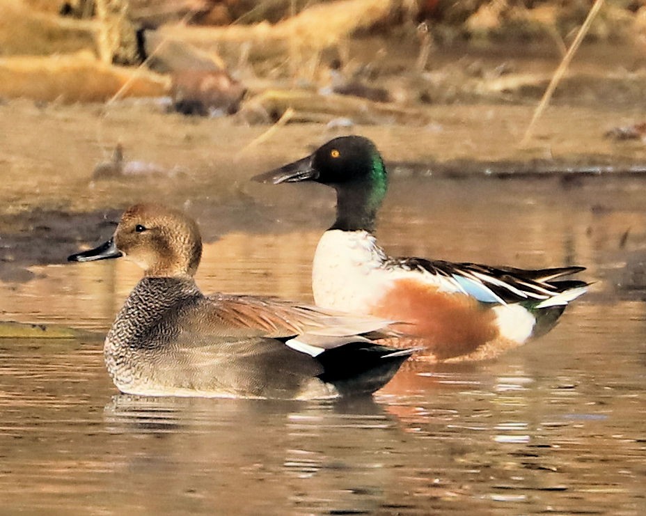 Серая утка - ML647375430