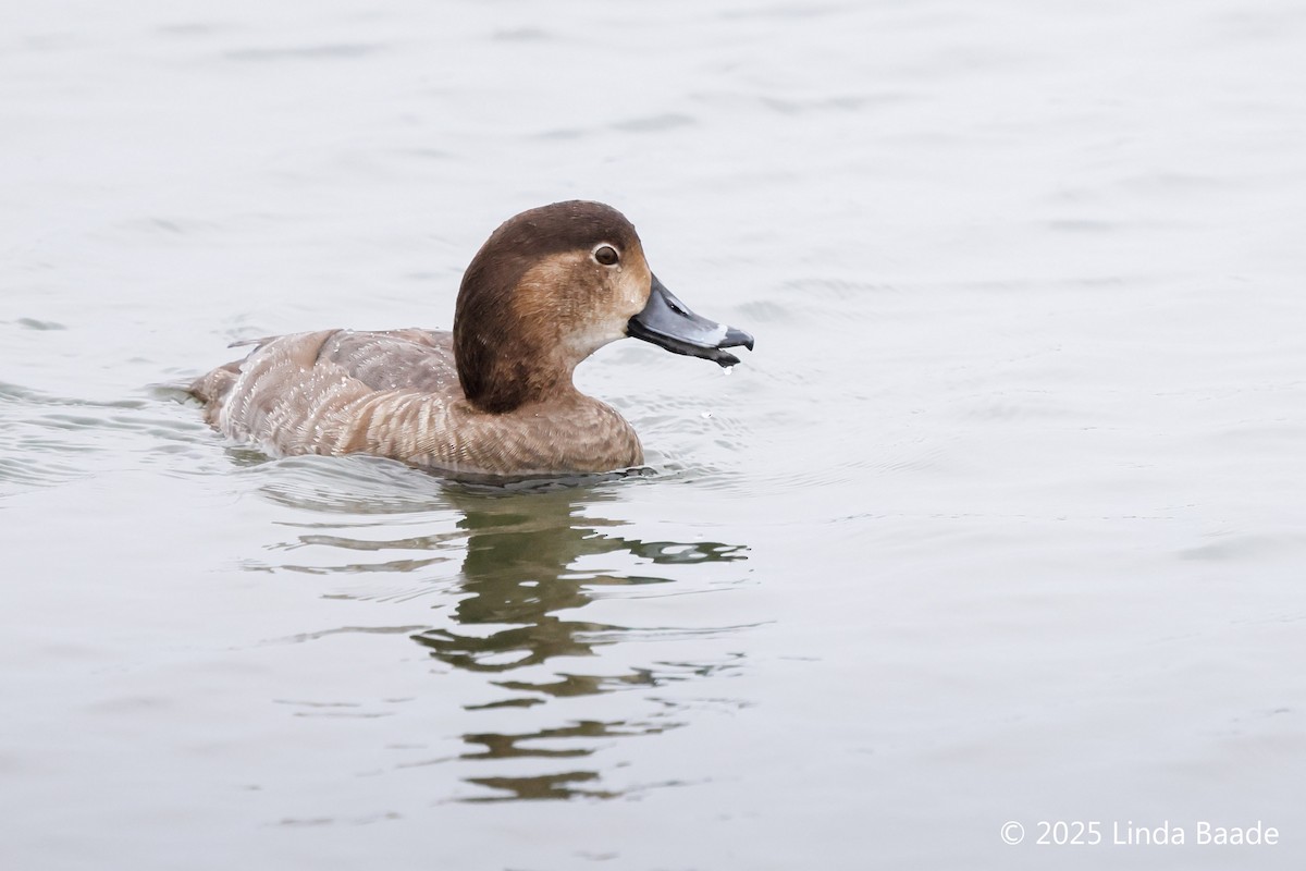 Redhead - ML647375439
