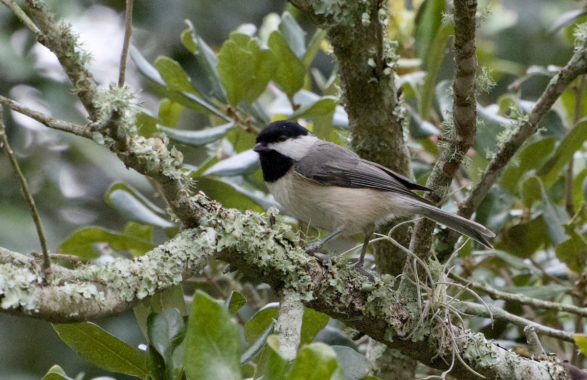 Carolina Chickadee - ML647375440