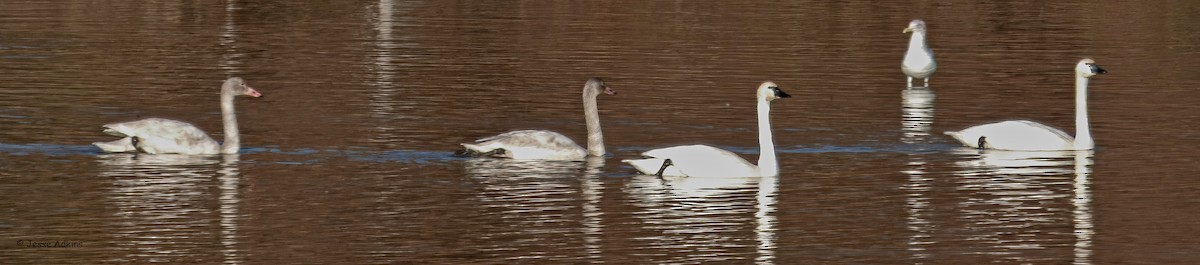 Küçük Kuğu (columbianus) - ML647375441