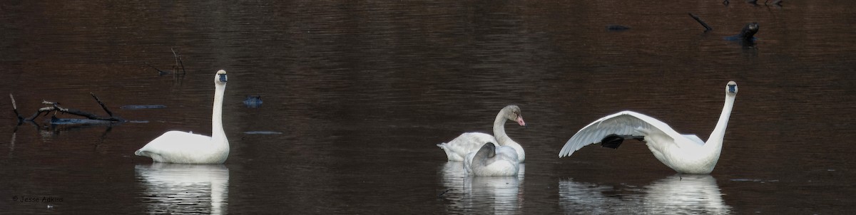 Küçük Kuğu (columbianus) - ML647375442
