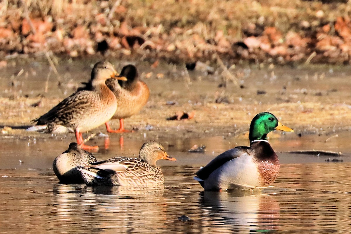 Кряква - ML647375447