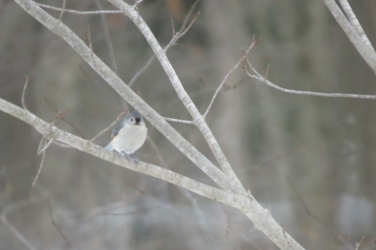 Tufted Titmouse - ML647375452