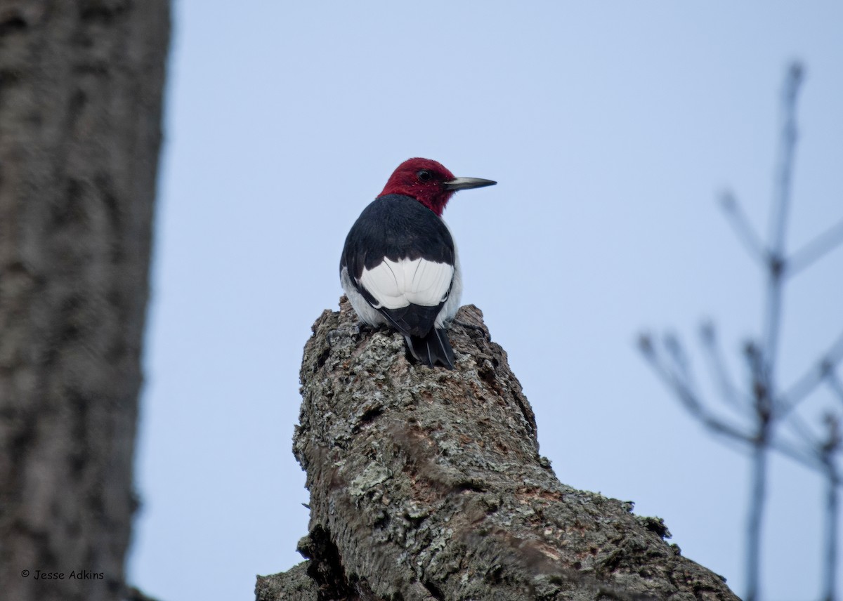 Kırmızı Başlı Ağaçkakan - ML647375454