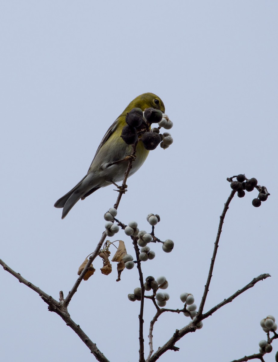 Paruline des pins - ML647375456