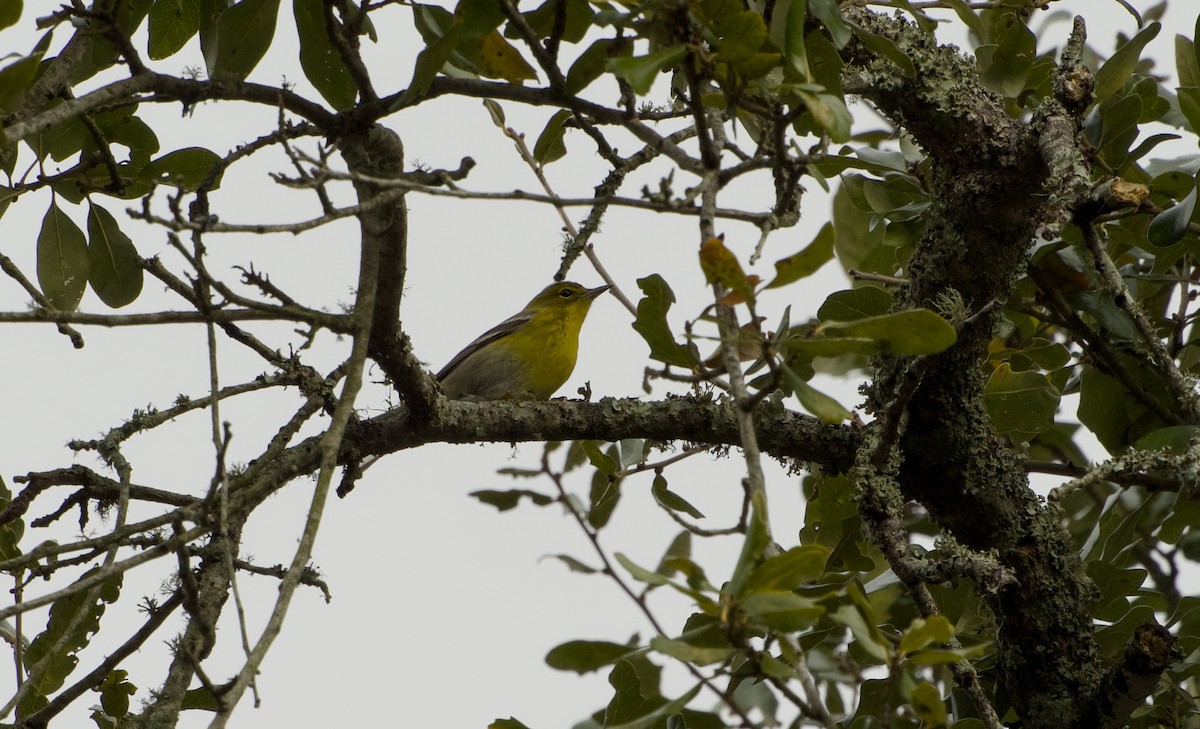 Paruline des pins - ML647375457