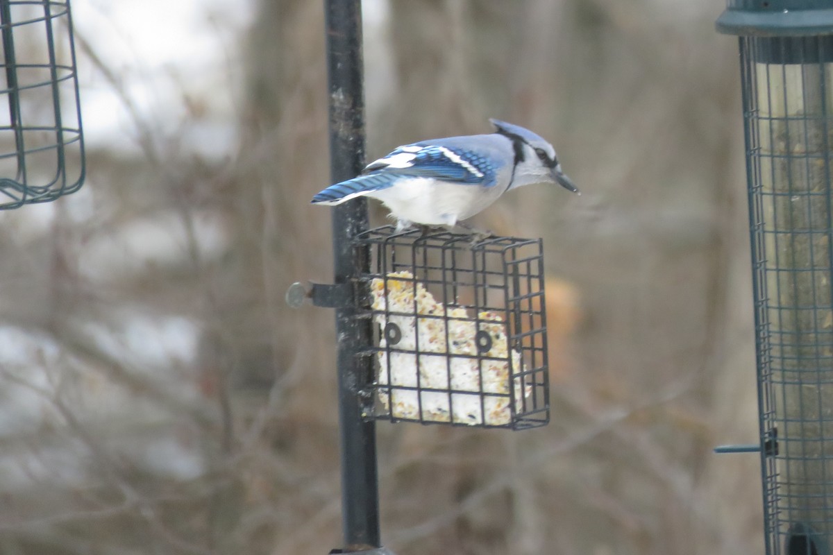 Blue Jay - ML647375473
