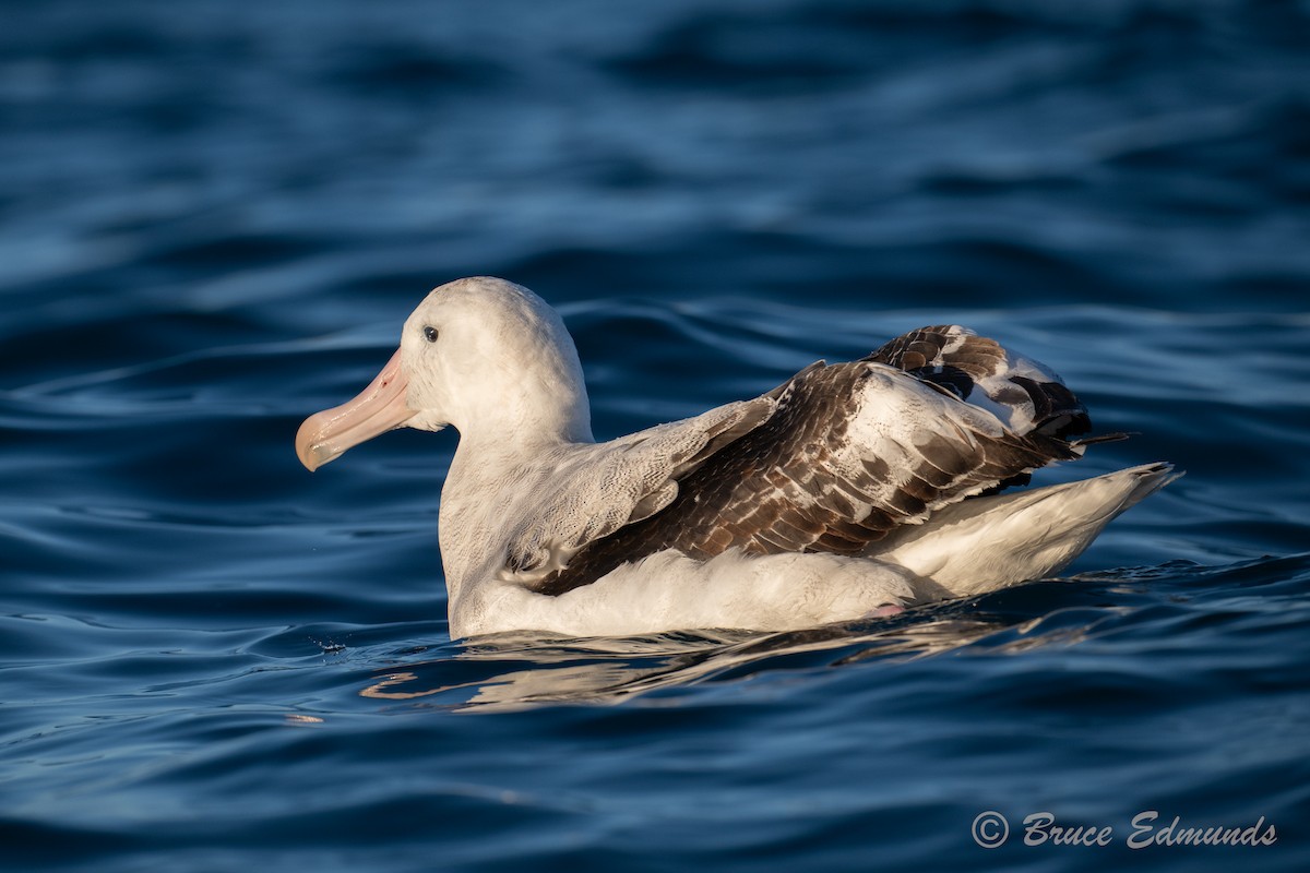 Antipodean Albatross (Gibson's) - ML647375475
