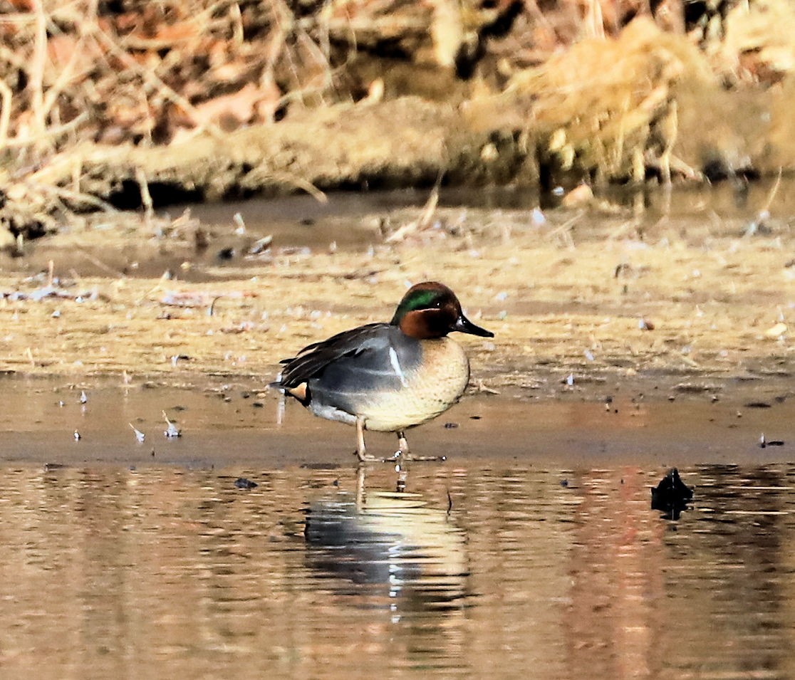 Чирок-свистунок - ML647375485