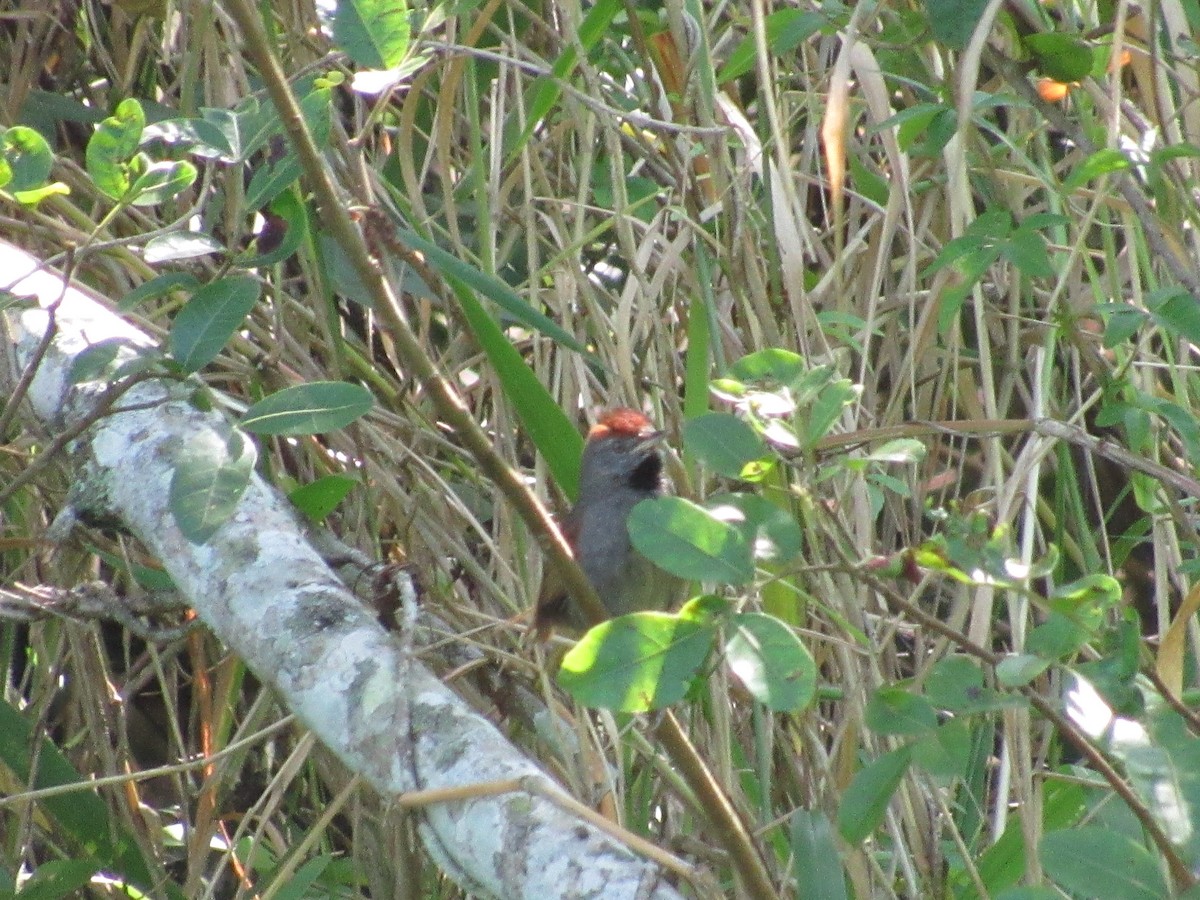 Spix's Spinetail - ML647375515