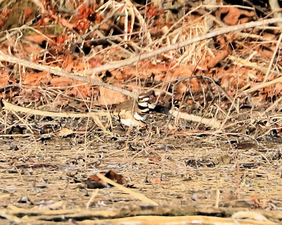 Killdeer - ML647375518