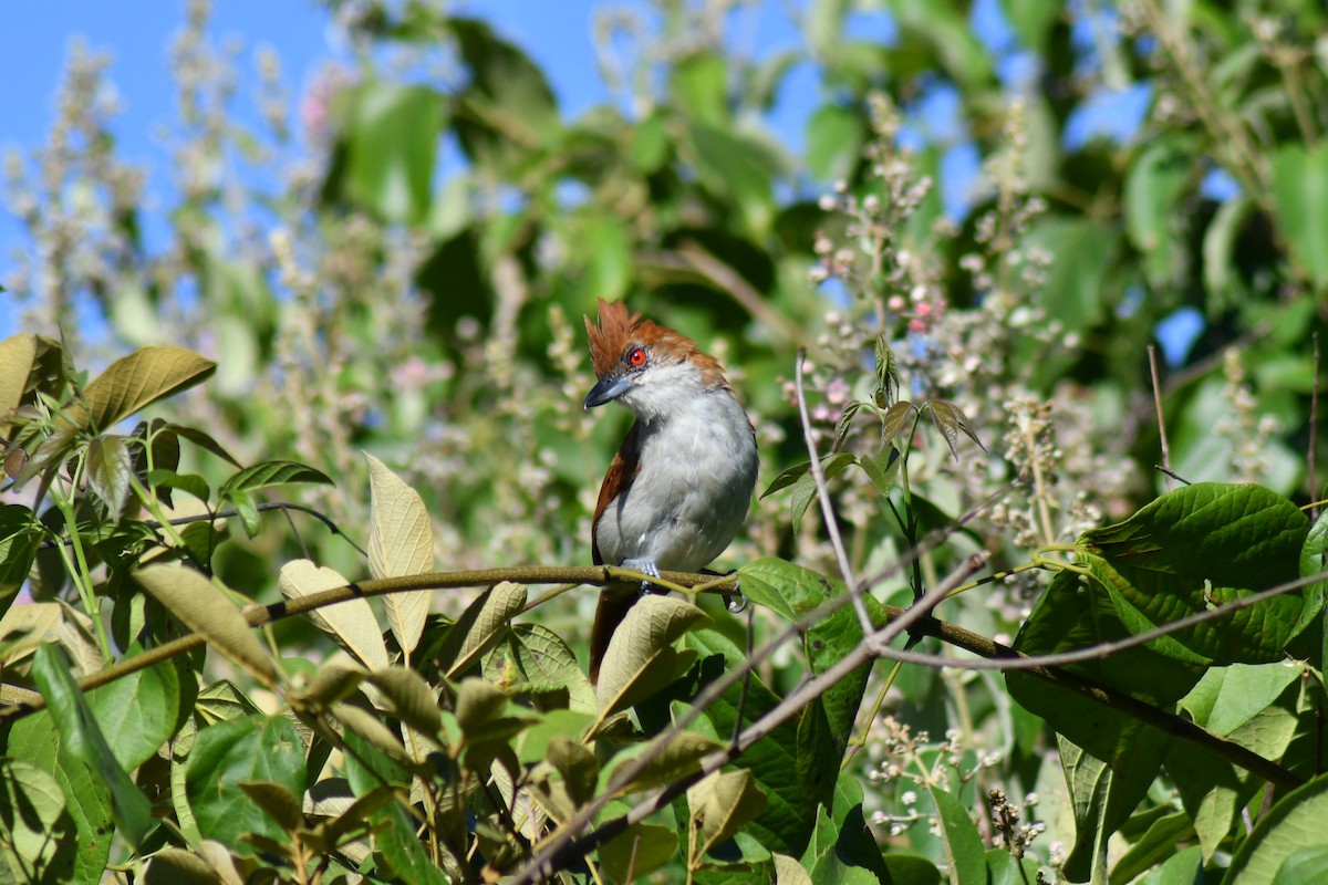 Great Antshrike - ML647375519