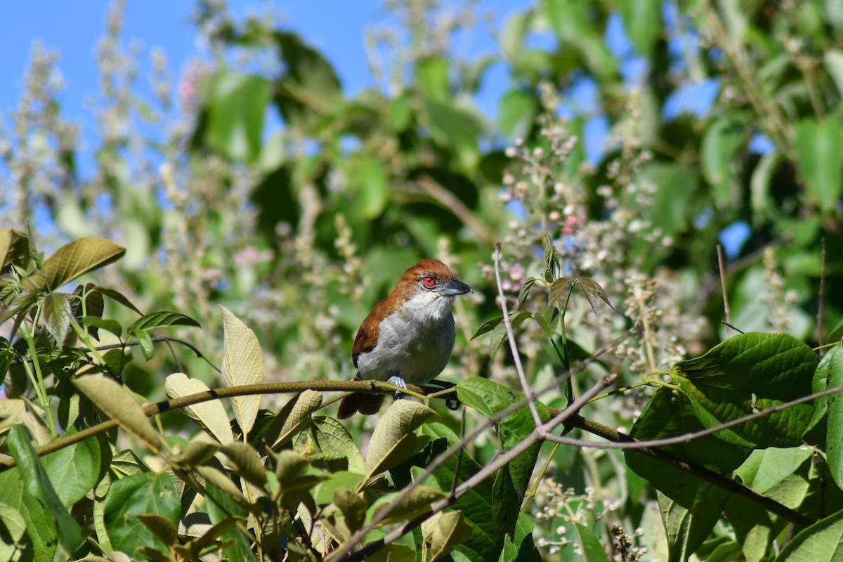 Great Antshrike - ML647375520