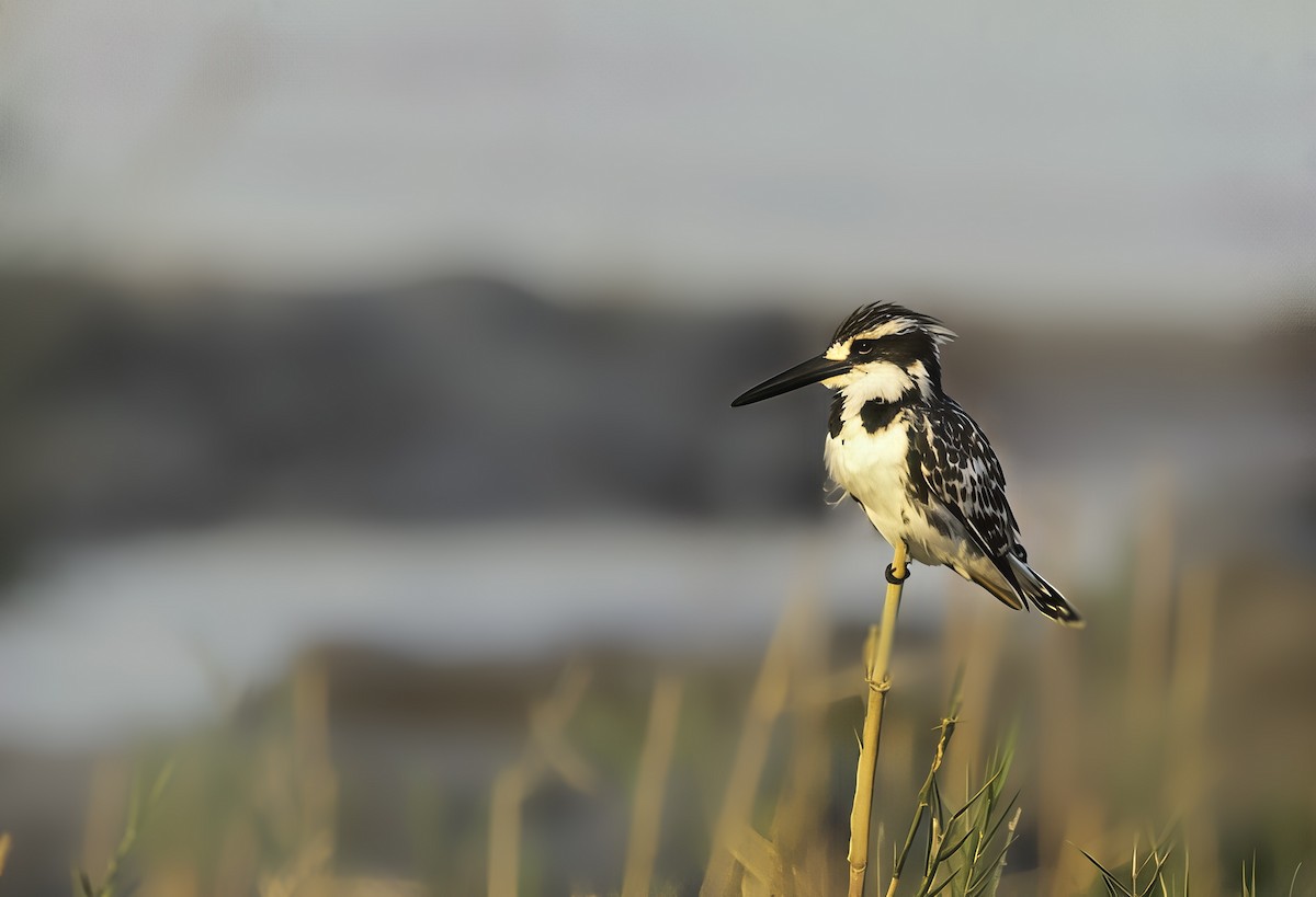 Pied Kingfisher - ML647375521