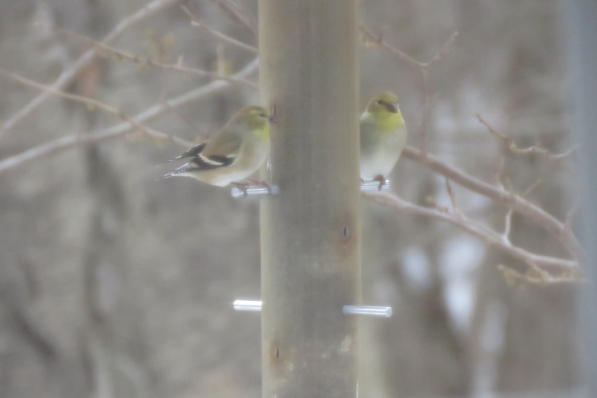 American Goldfinch - ML647375522