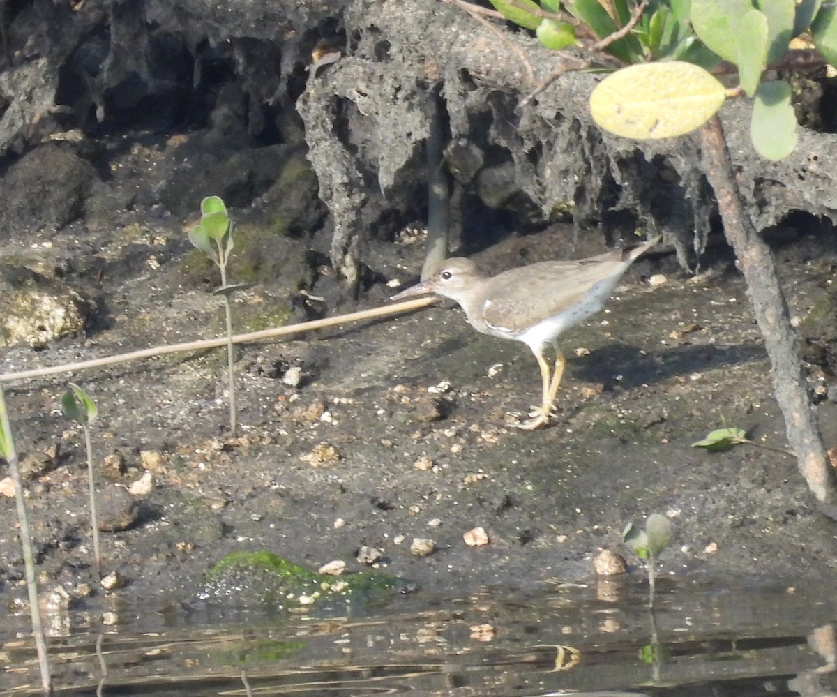 Spotted Sandpiper - ML647375523