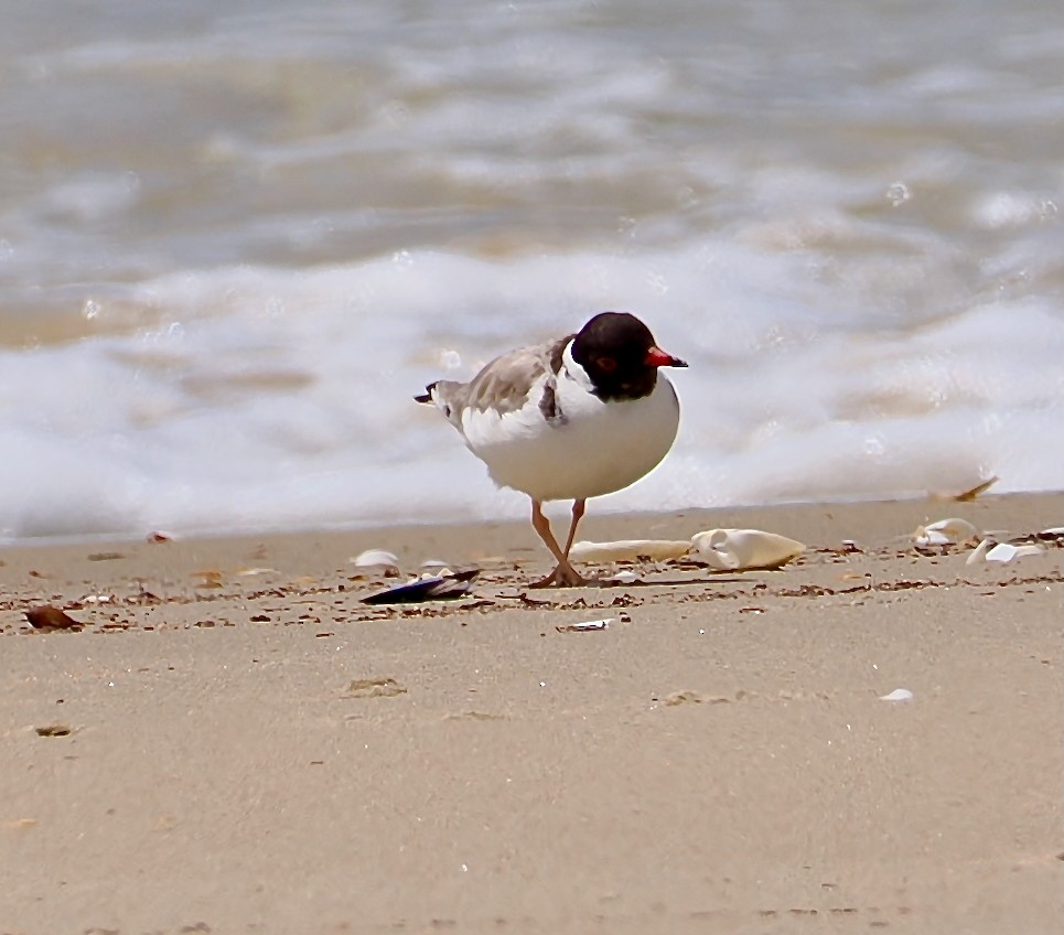 Hooded Plover - ML647375524