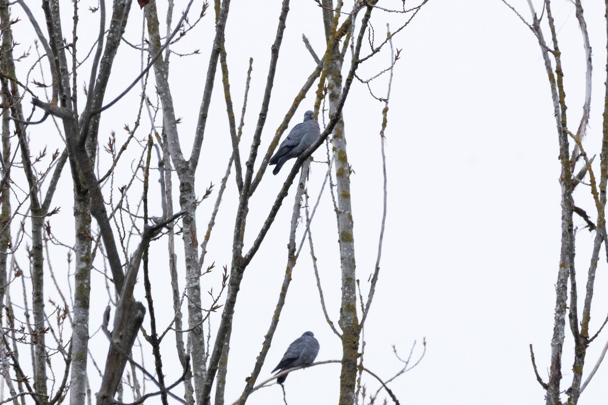 Stock Dove - ML647375525