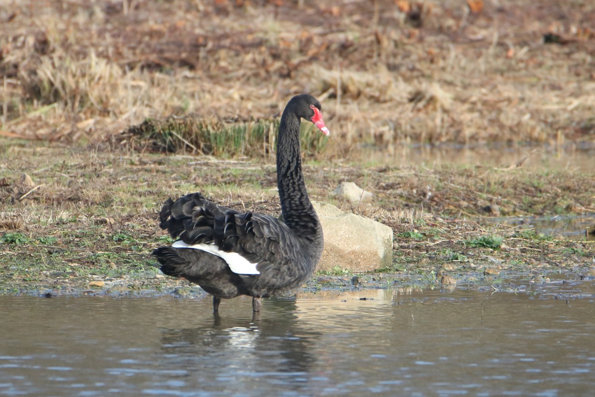Black Swan - ML647375526